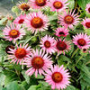 Echinacea Plant - Lilliput