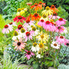 Echinacea Plant - Paradiso