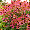 Echinacea Plant - PowWow Wild Berry