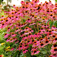 Echinacea Plant - PowWow Wild Berry