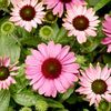 Echinacea Plant - Prairie Splendour Rose Compact