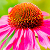 Echinacea Plant - Sensation Pink