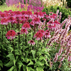 Echinacea Plant - Supreme Elegance