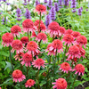 Echinacea Plant - Supreme Flamingo