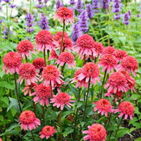 Echinacea Plant - Supreme Flamingo