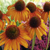 Echinacea Plant - Tiki Torch