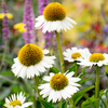 Echinacea Plant - White Meditation