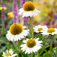 Echinacea Plant - White Meditation
