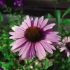 Echinacea Plants - Nectar Pink