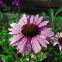 Echinacea Plants - Nectar Pink