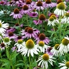 Echinacea Seeds - Mixed Feelings