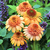Echinaea Plant - Supreme Cantaloupe