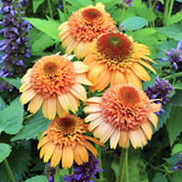 Echinaea Plant - Supreme Cantaloupe