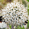 Echinops Plant - Arctic Glow