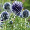 Echinops Plant - Ritro