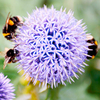 Echinops Plant - Taplow Blue