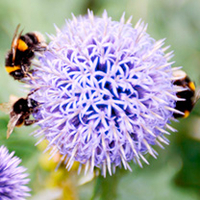 Echinops Plant - Taplow Blue