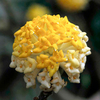Edgeworthia Chrysantha