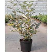 Elaeagnus ebbingei Plant - Eleador®