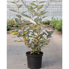 Elaeagnus ebbingei Plant - Eleador