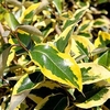 Elaeagnus Ebbingei Plant - Gilt Edge