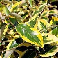 Elaeagnus Ebbingei Plant - Gilt Edge