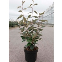 Elaeagnus ebbingei Plant
