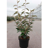 Elaeagnus ebbingei Plant