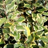 Elaeagnus ebbingei 