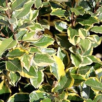 Elaeagnus ebbingei 
