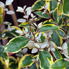 Elaeagnus x Ebbingei Plant - Gilt Edge