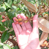 Elaeagnus x ebbingei Plants - 120-150cm