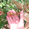 Elaeagnus x ebbingei Plants - 60/90cm