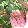 Elaeagnus x ebbingei Potted Plants - 20/40cm