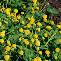 Electric Daisy Plants