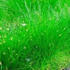 Eleocharis acicularis Plant