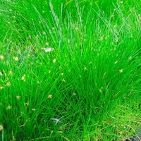 Eleocharis acicularis Plant