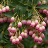 Enkianthus Plant - Campanulatus