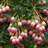 Enkianthus Plant - Campanulatus