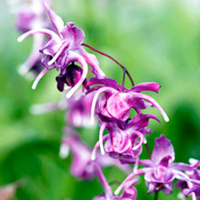 Epimedium Collection