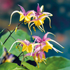 Epimedium Fire Dragon