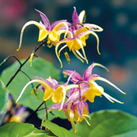 Epimedium Fire Dragon