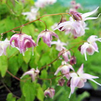Epimedium grandiflorum Plant - Akebono