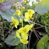Epimedium pinnatum sp colchicum Plant