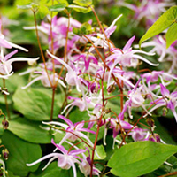 Epimedium Plant - grandiflora Lilafee