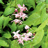 Epimedium Plant - youngianum roseum