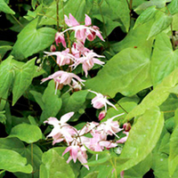 Epimedium Plant - youngianum roseum