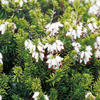 Erica carnea Plant - Golden Starlet