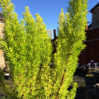 Erica Plant - Alberts Gold