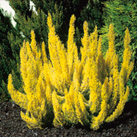 Erica Plant - Alberts Gold